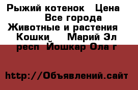 Рыжий котенок › Цена ­ 1 - Все города Животные и растения » Кошки   . Марий Эл респ.,Йошкар-Ола г.